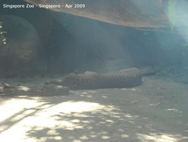 20090423 Singapore Zoo  13 of 31 
